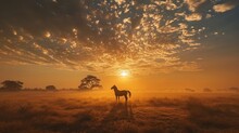 A Horse Standing In The Middle Of A Field With The Sun Setting In The Background With Clouds In The Sky And The Sun Setting In The Middle Of The Field.