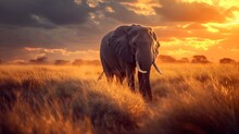  An Elephant Standing In A Field With The Sun Setting In The Background And Clouds In The Sky Over The Top Of The Field Is A Field Of Tall Grass And Yellow Grass.