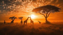  A Group Of Giraffe Standing Next To Each Other On A Lush Green Field Under A Sky Filled With Clouds With The Sun Setting Behind The Giraffes.