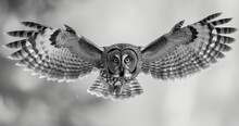  A Black And White Photo Of An Owl Flying In The Air With It's Wings Spread Out And Eyes Wide Open, With A Blurry Background Of Trees In The Foreground.