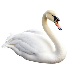 Wall Mural - white swan on the water