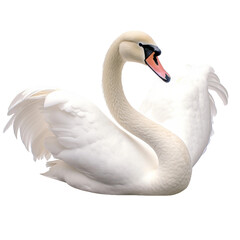 Wall Mural - swan on the water