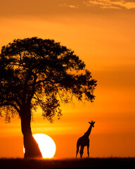 giraffe silhouetted next to a tree and the sun
