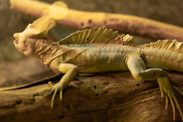 Male feathered basilisk (Basiliscus plumifrons) sitting on a tree stump