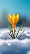 yellow crocus in snow with clear blue sky, Spring is coming, new beginning, background banner with copy space for web and greeting cards
