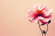  artificial gerber flower isolated on pink background