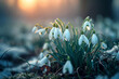 Natural background with first spring flowers white snowdrops. Generative AI