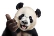 panda show thumb up sigh isolated on white background