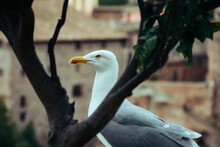 Portrait Of A Seagull