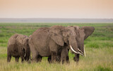 Fototapeta Sawanna - Afrykańskie słonie na sawannie Parku Narodowego Amboseli Kenia
