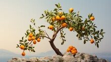  A Tree Filled With Lots Of Oranges Growing On Top Of A Rocky Cliff Next To A Body Of Water.