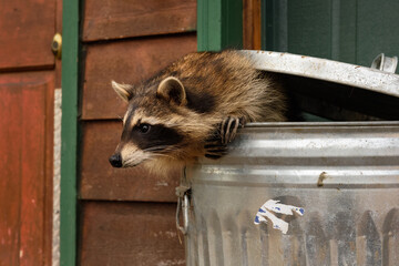 Wall Mural - Raccoon (Procyon lotor) Leans Out of Garbage Can to the Left