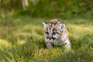 Wall Mural - Cougar Kitten (Puma concolor) Walks in Grass Close Up Autumn