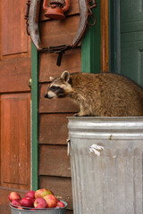 Wall Mural - Raccoon (Procyon lotor) Stands on Top of Garbage Can Over Bucket of Apples