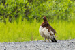 Male Willow Ptarmigan Closeup on the Ground