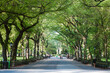 © Matteo Colombo - Tree lined street, the Mall in springtime, Central Park, New York, USA