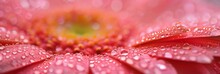 Macro Of Water Drops On A Red And Yellow Gerber Daisy Flower, Panorama With Copy Space.