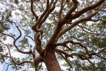 Wall Mural -  Sydney red gum tree (Angophora costata) at Jibbon Beach, Bundeena, Royal National Park, NSW, Australia