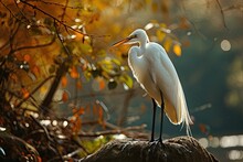 Portrait Majestic Of Great Egret Standing On Old Log In The River AI Generative