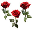 Set of red roses isolated on white background
