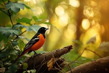 Portrait Majestic Orioles Standing On The Old Log AI Generative