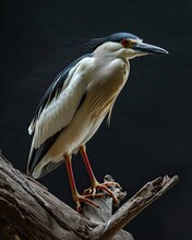 Black-crowned Night Heron Standing On Old Wood AI Generative