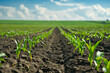 Agriculture shot: rows of young corn plants growing on a vast field with dark fertile soil leading to the horizon