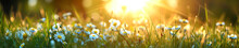 Beautiful Summer Natural Background With Yellow White Flowers Daisies Clovers And Dandelions In Grass Against Of Dawn Morning. 