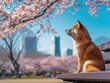Shiba is sitting on the bench in the park Sakura blossom and blue sky with skyscraper. Generative AI.