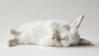 adorable fluffy bunny sleeping on a white background 