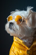  portrait of Maltese dog, wearing neon glasses. Black background, bold minimalism