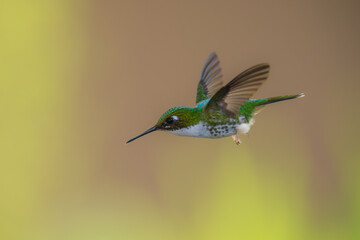 Poster - White-booted Racket-tail - Female - Ocreatus underwoodii, green bird of hummingbird in the brilliants, long tail with two flags. 4K resolution, best of Ecuador