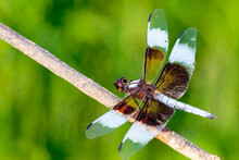 Male Widow Skimmer Dragonfly (Libellula Luctuosa) Perched On A Stick