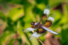 Male Widow Skimmer Dragonfly (Libellula Luctuosa) Perched On A Stick