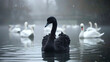 © YM Creative Studio - Black swan among white swans. the concept of uniqueness and unexpectedness. philosophical phenomenon. Generative AI