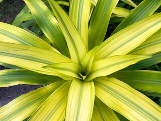 Wall Mural - Dracaena, selective focus. Cape of Good Hope the beautiful ornamental plants