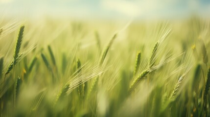 Wall Mural - Grass flowers in a blurred field texture.