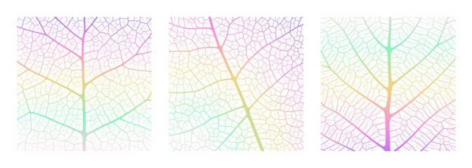 Wall Mural - leaf vein texture abstract background with close up plant leaf cells ornament texture pattern. gradi