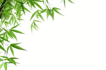  Green leaved bamboo branches on a white background