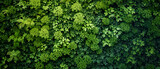 Green Wall Covered in Abundant Leaves