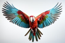 Beautiful Scarlet Macaw Flying In The Sky On A White Background