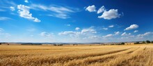 Panoramic View Of Wheat Field And Blue Sky With White Clouds