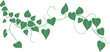 ivy plant drawing illustration.