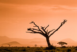 Fototapeta Sawanna - Ptaki siedzące na uschniętym drzewie w świetle zachodzącego słońca