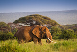 Fototapeta Sawanna - Duży samotny słoń w zachodzącym słońcu Parku Narodowego Amboseli Kenia