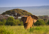 Fototapeta Sawanna - Duży samotny słoń w zachodzącym słońcu Parku Narodowego Amboseli Kenia