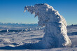 Samotne drzewo w śniegu na szczycie góry