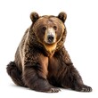 © Pixel Pine - Brown bear in natural pose isolated on white background, photo realistic