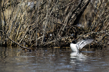 Canvas Print - The ring-necked duck (Aythya collaris) . North American diving duck.
