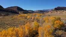 Flying Over Crowns Trees With Bright Yellow Foliage Hat Grow Near Riverbed In Valley Among Hilly Mountains, On Fall Sunny Day. Aerial View Wild Western Usa. Good Weather In Nature Autumn